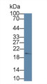 Western Blot; Sample: Human Jurkat cell lysate; Primary Ab: 1µg/ml Rabbit Anti-Human OPA3 Antibody Second Ab: 0.2µg/mL HRP-Linked Caprine Anti-Rabbit IgG Polyclonal Antibody