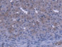 DAB staining on IHC-P; Samples: Mouse Ovary Tissue)