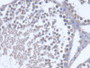 DAB staining on IHC-P; Samples: Rat Testis Tissue;  Primary Ab: 20µg/ml Rabbit Anti-Rat OS9 Antibody