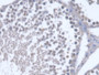 DAB staining on IHC-P; Samples: Rat Testis Tissue