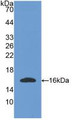 Western Blot; Sample: Recombinant OGN, Mouse.