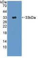 Western Blot; Sample: Recombinant OAS1, Rat.