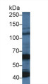 Western Blot; Sample: Porcine Cerebrum lysate; Primary Ab: 5µg/ml Rabbit Anti-Human OAS1 Antibody Second Ab: 0.2µg/mL HRP-Linked Caprine Anti-Rabbit IgG Polyclonal Antibody