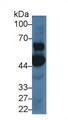 Western Blot; Sample: Porcine Cerebrum lysate; &lt;br/&gt;Primary Ab: 5µg/ml Rabbit Anti-Human OAS1 Antibody&lt;br/&gt;Second Ab: 0.2µg/mL HRP-Linked Caprine Anti-Rabbit IgG Polyclonal Antibody&lt;br/&gt;