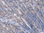 DAB staining on IHC-P; Samples: Rat Stomach Tissue; Primary Ab: 20µg/ml Rabbit Anti-Rat NP Antibody Second Ab: 2µg/mL HRP-Linked Caprine Anti-Rabbit IgG Polyclonal Antibody