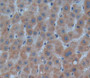 Used in DAB staining on fromalin fixed paraffin- embedded liver tissue