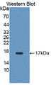 Western Blot; Sample: Recombinant protein.