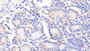 DAB staining on fromalin fixed paraffin- embedded kidney tissue)