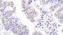 DAB staining on IHC-P. Samples: Human Tissue)