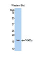 Western Blot; Sample: Recombinant protein.