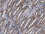 DAB staining on IHC-P; Samples: Mouse Kidney Tissue; Primary Ab: 20µg/ml Rabbit Anti-Mouse NIN Antibody Second Ab: 2µg/mL HRP-Linked Caprine Anti-Rabbit IgG Polyclonal Antibody