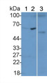 Western Blot; Sample: Lane1: Mouse Liver lysate; Lane2: Mouse Small intestine lysate; Lane3: K562 cell lysate; Primary Ab: 5μg/ml Rabbit Anti-Human NFIA Antibody; Second Ab: 0.2µg/mL HRP-Linked Caprine Anti-Rabbit IgG Polyclonal Antibody;