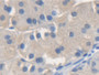 DAB staining on IHC-P; Samples: Human Stomach Tissue; Primary Ab: 20µg/ml Rabbit Anti-Human NSF Antibody Second Ab: 2µg/mL HRP-Linked Caprine Anti-Rabbit IgG Polyclonal Antibody