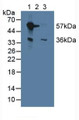 Western Blot; Lane1: Mouse Liver Tissue; Lane2: Mouse Brain Tissue; Lane3: Mouse Kidney Tissue.