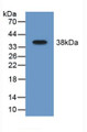 Western Blot; Sample: Recombinant MAOB, Mouse.