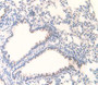 DAB staining on IHC-P; Samples: Mouse Lung Tissue.