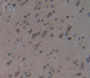 Used in DAB staining on fromalin fixed paraffin- embedded brain tissue