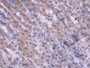 DAB staining on IHC-P; Samples: Rat Stomach Tissue; Primary Ab: 20µg/ml Rabbit Anti-Rat MTX1 Antibody Second Ab: 2µg/mL HRP-Linked Caprine Anti-Rabbit IgG Polyclonal Antibody