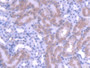 DAB staining on IHC-P; Samples: Mouse Kidney Tissue; Primary Ab: 20µg/ml Rabbit Anti-Mouse MTF1 Antibody Second Ab: 2µg/mL HRP-Linked Caprine Anti-Rabbit IgG Polyclonal Antibody