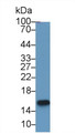 Western Blot; Sample: Human Urine; Primary Ab: 1µg/ml Rabbit Anti-Human MSMb Antibody Second Ab: 0.2µg/mL HRP-Linked Caprine Anti-Rabbit IgG Polyclonal Antibody