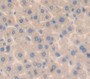3-Mercaptopyruvate Sulfurtransferase (Mst) Polyclonal Antibody, Cat#CAU24032