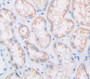 Multimerin 1 (Mmrn1) Polyclonal Antibody, Cat#CAU24037