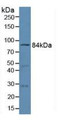 Western Blot; Sample: Mouse Heart Tissue.