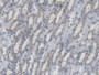 DAB staining on IHC-P; Samples: Mouse Kidney Tissue; Primary Ab: 20µg/ml Rabbit Anti-Mouse MFN1 Antibody Second Ab: 2µg/mL HRP-Linked Caprine Anti-Rabbit IgG Polyclonal Antibody