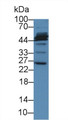 Western Blot; Sample: Porcine Liver lysate; Primary Ab: 3µg/ml Rabbit Anti-Human MFAP2 Antibody Second Ab: 0.2µg/mL HRP-Linked Caprine Anti-Rabbit IgG Polyclonal Antibody