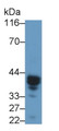 Western Blot; Sample: Mouse Spleen lysate; Primary Ab: 0.3μg/ml Rabbit Anti-Mouse MCL1 Antibody; Second Ab: 0.2µg/mL HRP-Linked Caprine Anti-Rabbit IgG Polyclonal Antibody;