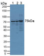 Western Blot; Sample: Lane1: Human Hela Cells; Lane2: Human 293T Cells; Lane3: Mouse Testis Tissue.