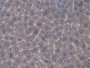 DAB staining on IHC-P; Samples: Mouse Liver Tissue;  Primary Ab: 20µg/ml Rabbit Anti-Mouse ZRF1 Anti