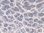 DAB staining on IHC-P; Samples: Mouse Stomach Tissue.