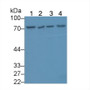 Western Blot; Sample: Lane1: Mouse Testis lysate; Lane2: Human Hela cell lysate; Lane3: Human 293T cell lysate; Lane4: Human Jurkat cell lysate; Primary Ab: 1µg/mL Rabbit Anti-Human ZRF1 Antibody; Second Ab: 0.2µg/mL HRP-Linked Caprine Anti-Rabbit IgG Polyclonal Antibody;