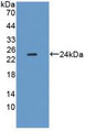 Western Blot; Sample: Recombinant XDH, Mouse.