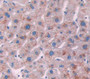 Xanthine Dehydrogenase (Xdh) Polyclonal Antibody, Cat#CAU24057