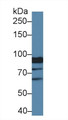 Western Blot; Sample: Human Hela cell lysate; Primary Ab: 1µg/ml Rabbit Anti-Mouse XYLT2 Antibody Second Ab: 0.2µg/mL HRP-Linked Caprine Anti-Rabbit IgG Polyclonal Antibody