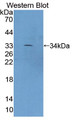 Western Blot; Sample: Recombinant protein.