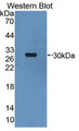 Western Blot; Sample: Recombinant protein.