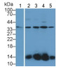 Western Blot; Sample: Lane1: Mouse Heart lysate; Lane2: Mouse Kidney lysate; Lane3: Rat Kidney lysate; Lane4: Mouse Lung lysate; Lane5: Rat Lung lysate; Primary Ab: 1μg/ml Rabbit Anti-Rat UCP2 Antibody; Second Ab: 0.2µg/mL HRP-Linked Caprine Anti-Rabbit IgG Polyclonal Antibody;