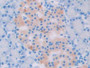 DAB staining on IHC-P; Samples: Rat Pancreas Tissue; Primary Ab: 20µg/ml Rabbit Anti-Rat UCP2 Antibody Second Ab: 2µg/mL HRP-Linked Caprine Anti-Rabbit IgG Polyclonal Antibody