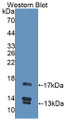 Western Blot; Sample: Recombinant protein.