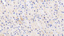 DAB staining on IHC-P; Samples: Human Cardiac Muscle Tissue;  Primary Ab: 20μg/ml Rabbit Anti-Human UBAP1 Antibody Second Ab: 2µg/mL HRP-Linked Caprine Anti-Rabbit IgG Polyclonal Antibody 