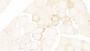 DAB staining on IHC-P; Samples: Human Skeletal muscle Tissue; Primary Ab: 20μg/ml Rabbit Anti-Human LOX Antibody Second Ab: 2µg/mL HRP-Linked Caprine Anti-Rabbit IgG Polyclonal Antibody
