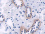 DAB staining on IHC-P; Samples: Rat Kidney Tissue;  Primary Ab: 20µg/ml Rabbit Anti-Rat PIM1 Antibod