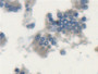 DAB staining on IHC-P; Samples: Rat Small intestine Tissue; Primary Ab: 20µg/ml Rabbit Anti-Rat LSP1 Antibody Second Ab: 2µg/mL HRP-Linked Caprine Anti-Rabbit IgG Polyclonal Antibody