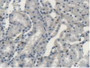 DAB staining on IHC-P; Samples: Rat Kidney Tissue.
