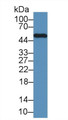 Western Blot; Sample: Mouse Lung lysate; Primary Ab: 1µg/ml Rabbit Anti-Mouse LSP1 Antibody Second Ab: 0.2µg/mL HRP-Linked Caprine Anti-Rabbit IgG Polyclonal Antibody