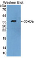 Western Blot; Sample: Recombinant protein.