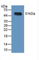 Western Blot; Sample: Recombinant LGMN, Mouse.